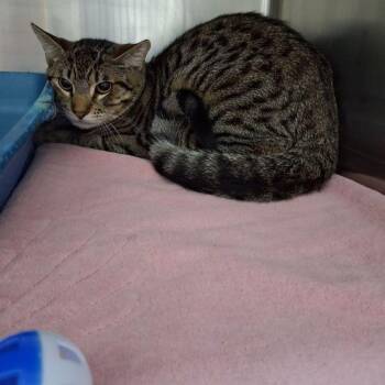 Niko -  Domestic Short Hair Cat for Adoption in Lake Havasu City, Arizona - Niko | PetCurious