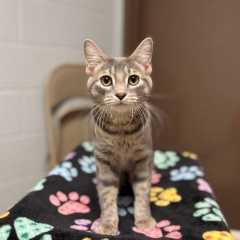 Rescue Domestic Short Hair Cats for Adoption in Fargo, North Dakota - Chartreuse--At Pet Supplies Plus | PetCurious