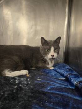 Domestic Short Hair Cats Available for Adoption - SHROUD | PetCurious