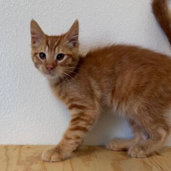 Danny -  Domestic Short Hair Cat for Adoption in Cody, Wyoming - Danny | PetCurious