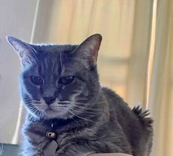 Domestic Short Hair Cats Available for Adoption - Lexi | PetCurious