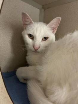 Casper -  Domestic Short Hair Cat for Adoption in Quakertown, Pennsylvania - Casper | PetCurious