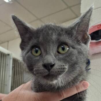 Lincoln -  Domestic Short Hair Cat for Adoption in Zanesville, Ohio - Lincoln | PetCurious