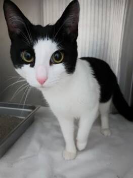 Domestic Short Hair Cats Available for Adoption in Cincinnati, Ohio - Cat | PetCurious