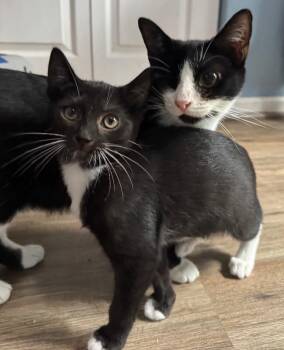 Whiskers -  Domestic Short Hair Cat for Adoption - Whiskers | PetCurious