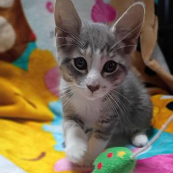 Domestic Medium Hair and Tabby Cats Available for Adoption in Saginaw, Michigan - Jeffery Jefferson | PetCurious
