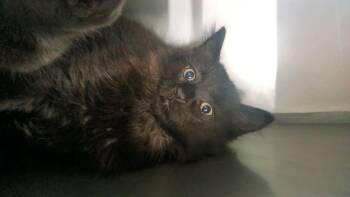 Domestic Long Hair Cats Available for Adoption in Wasilla, Alaska - Ativan | PetCurious