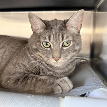 Baby -  Domestic Short Hair Cat for Adoption in Palm Springs, California - Baby | PetCurious