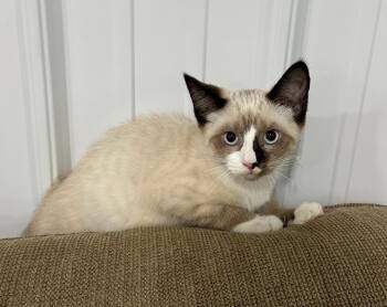 Garfunkel -  Snowshoe and Siamese Cat for Adoption in Livonia, Michigan - Garfunkel | PetCurious