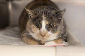 Tortoiseshell and Domestic Short Hair Cats Available for Adoption in Mountain Home, Arkansas - Bashful | PetCurious