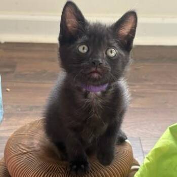 Wisteria -  Domestic Short Hair Cat for Adoption in Chattanooga, Tennessee - Wisteria | PetCurious