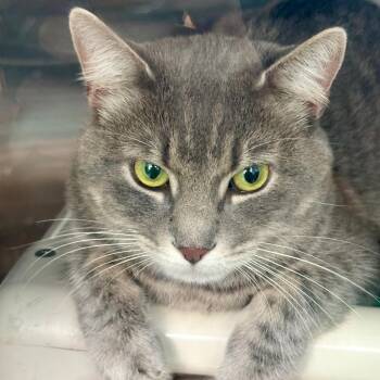 Kash -  Domestic Short Hair Cat for Adoption in New Fairfield, Connecticut - Kash | PetCurious