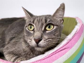 SUZY -  Domestic Short Hair Cat for Adoption in Fort Lauderdale, Florida - SUZY | PetCurious