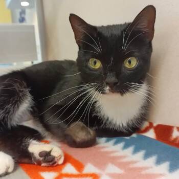 American Shorthair Cats Available for Adoption in Galveston, Texas - Victoria | PetCurious