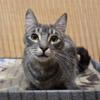 Avocado -  Tabby Cat for Adoption in Warr Acres, Oklahoma - Avocado | PetCurious