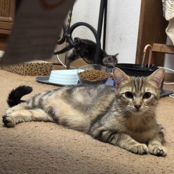 Milkshake -  Domestic Short Hair Cat for Adoption in Las Vegas, Nevada - Milkshake | PetCurious