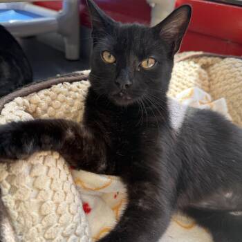 Molasses -  Domestic Short Hair Cat for Adoption in North Haven, Connecticut - Molasses | PetCurious