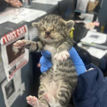 Zinnia -  Domestic Short Hair Cat for Adoption in Newark, New Jersey - Zinnia | PetCurious