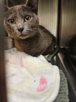 Rescue Domestic Short Hair Cats for Adoption in Disputanta, Virginia - Grace | PetCurious
