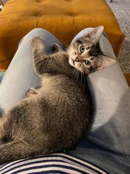 Basil -  Domestic Short Hair Cat for Adoption in Shawnee, Kansas - Basil | PetCurious