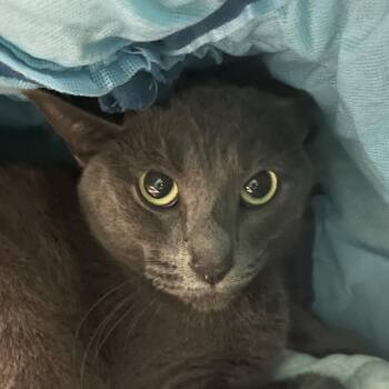 Lavender -  Domestic Short Hair Cat for Adoption in Owosso, Michigan - Lavender | PetCurious