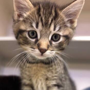 Luffy -  Domestic Short Hair Cat Available for Adoption in Wantagh, New York - Luffy | PetCurious