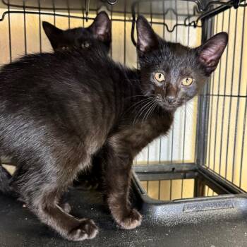 Barry -  Domestic Short Hair Cat for Adoption in Saginaw, Michigan - Barry | PetCurious