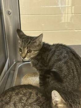 Teriyaki House -  Domestic Short Hair Cat for Adoption in Wichita, Kansas - Teriyaki House | PetCurious