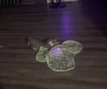 Domestic Short Hair and Tabby Cats Available for Adoption - Whopper Junior | PetCurious