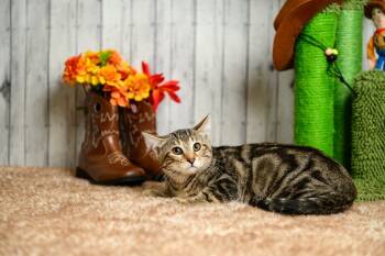 Rescue Domestic Short Hair Cats for Adoption in Roanoke, Texas - Jenny | PetCurious