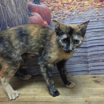 Keeley -  Domestic Short Hair Cat for Adoption in Normal, Illinois - Keeley | PetCurious