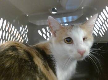 A478816 -  Domestic Short Hair Cat for Adoption in Oklahoma City, Oklahoma - A478816 | PetCurious