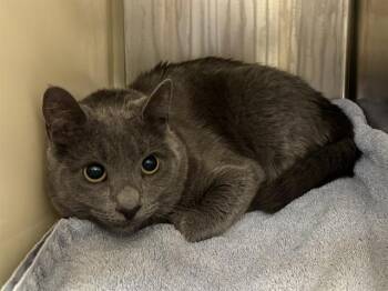 BRIE -  Domestic Short Hair Cat for Adoption in Colorado Springs, Colorado - BRIE | PetCurious