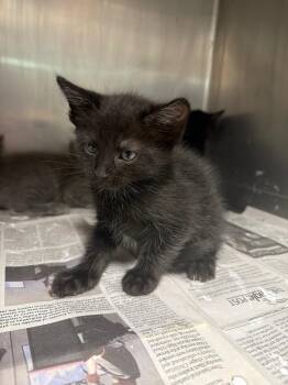 Dani -  Domestic Short Hair Cat for Adoption in Hopkinsville, Kentucky - Dani | PetCurious