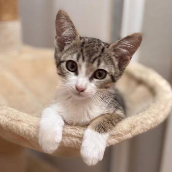 Astrid -  Domestic Short Hair Cat for Adoption in Long Beach, California - Astrid | PetCurious