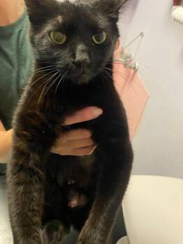 Pickles -  Domestic Short Hair Cat Available for Adoption in New Braunfels, Texas - Pickles | PetCurious