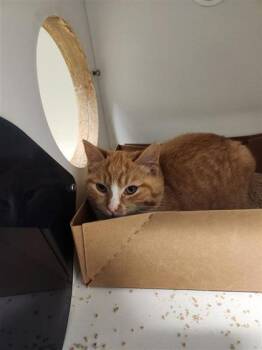 Domestic Short Hair Cats Available for Adoption - Dayquil | PetCurious