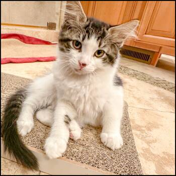 Domestic Short Hair and Tabby Cats Available for Adoption in Roswell, Georgia - Willys | PetCurious