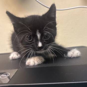 Caterpillar -  Domestic Short Hair Cat for Adoption in Pasadena, California - Caterpillar | PetCurious