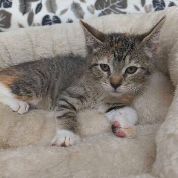 Blackfire -  Domestic Short Hair Cat for Adoption in Riverwoods, Illinois - Blackfire | PetCurious