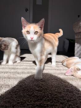Spooky -  Domestic Short Hair Cat for Adoption in San Antonio, Texas - Spooky | PetCurious