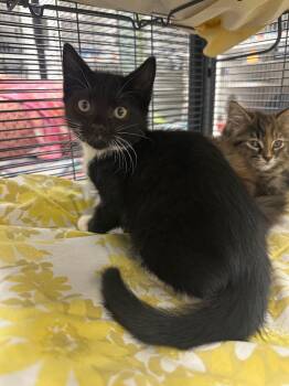 Buffy (Taylor) -  Domestic Short Hair Cat for Adoption in Johnson City, Tennessee - Buffy (Taylor) | PetCurious