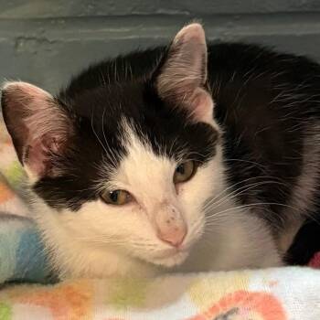 Ruthenium -  Domestic Short Hair Cat for Adoption in East Hanover, New Jersey - Ruthenium | PetCurious