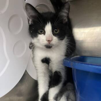 Athena -  Domestic Short Hair Cat for Adoption in Lakeland, Florida - Athena | PetCurious