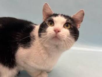 Scrappy -  Domestic Short Hair Cat for Adoption in Minneapolis, Minnesota - Scrappy | PetCurious
