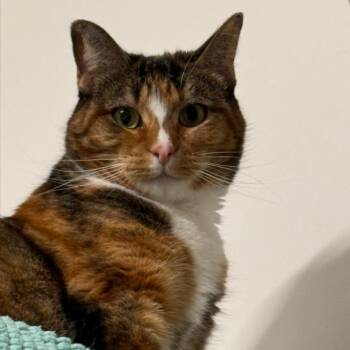 Domestic Short Hair Cats Available for Adoption in Layton, Utah - Ida May | PetCurious
