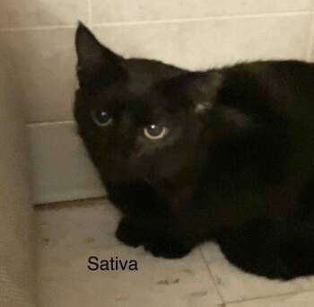 Sativa -  Domestic Short Hair Cat for Adoption in Dublin, Ohio - Sativa | PetCurious