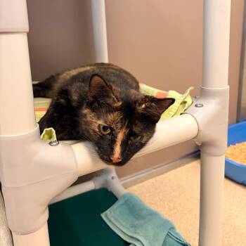 Rory -  Domestic Short Hair Cat for Adoption in Bristol, Indiana - Rory | PetCurious