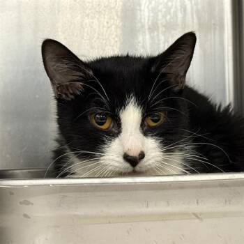 Rescue Domestic Short Hair Cats for Adoption in Las Vegas, Nevada - NEZUKO | PetCurious