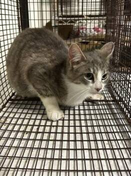 Krysta -  Domestic Short Hair Cat for Adoption in Bellevue, Washington - Krysta | PetCurious